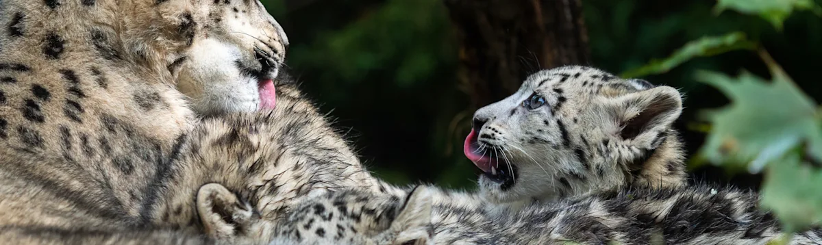 Snow leopard, baby, snow leopards