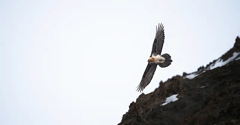 Bearded Vulture, Ladakh, India.