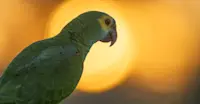 Parrot, Pantanal, Brazil.