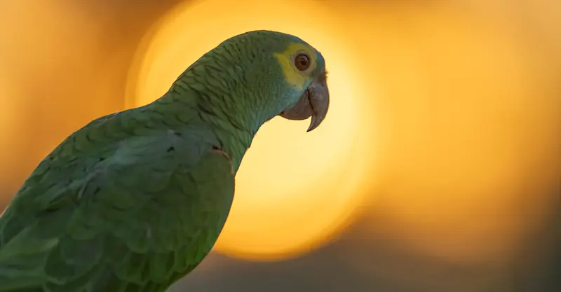 Parrot, Pantanal, Brazil.