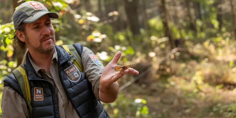 Nat Hab Expedition Leader, Chincua Butterfly Sanctuary, Mexico.