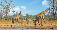 Giraffes and zebras, Serengeti National Park, Tanzania.