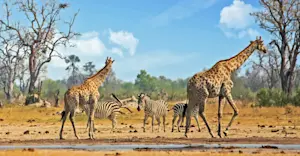Giraffes and zebras, Serengeti National Park, Tanzania.