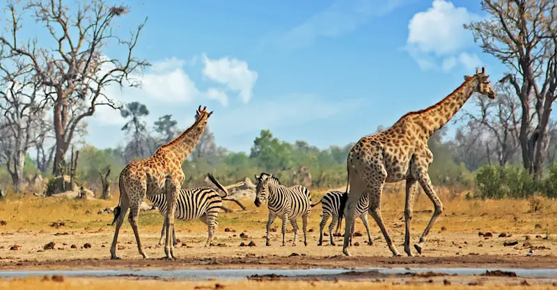 Giraffes and zebras, Serengeti National Park, Tanzania.