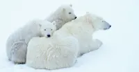 Mom and cubs
