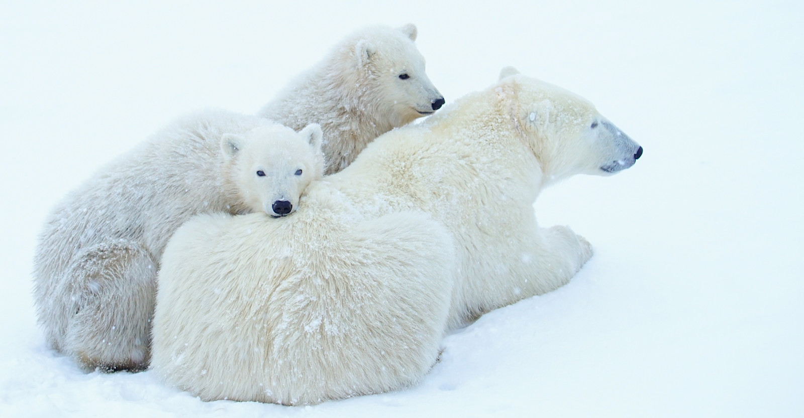 Mom and cubs