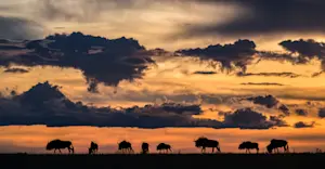 Wildebeest, South Luangwa, Zambia.