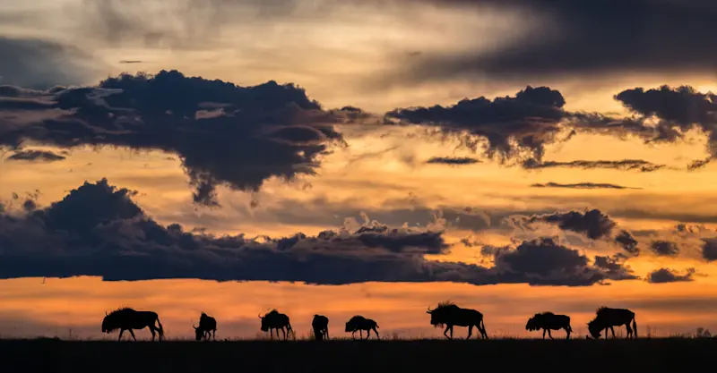 Wildebeest, South Luangwa, Zambia.