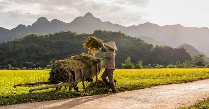 Rice harvesting, Mai Chau, Vietnam.