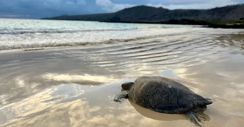 Green Sea turtle, Urbina Bay, Galapagos, Ecuador.