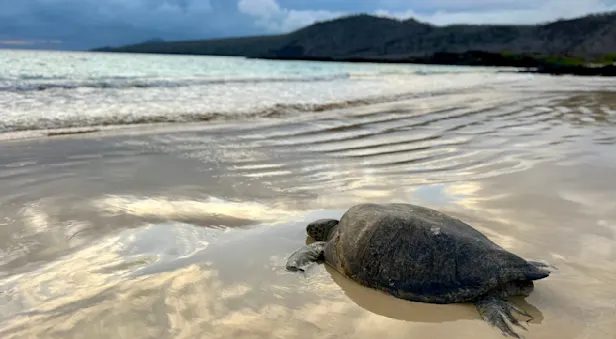 Green Sea turtle, Urbina Bay, Galapagos, Ecuador.