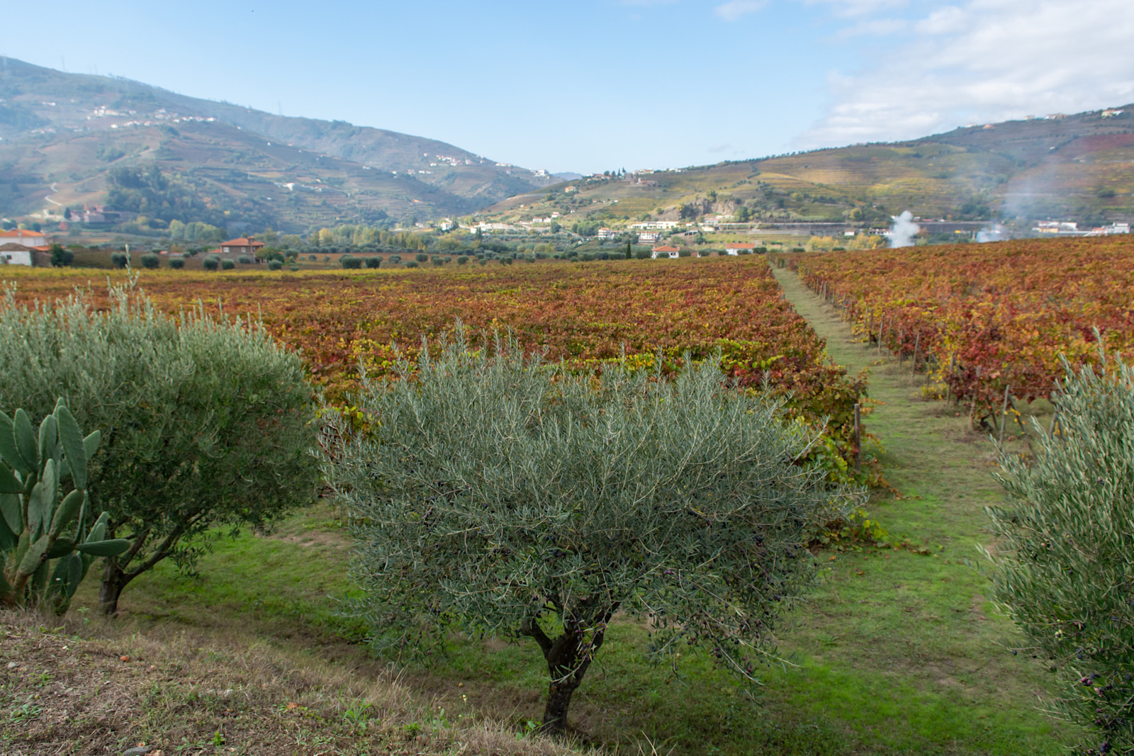 Olive grove, Galegos, Portugal.