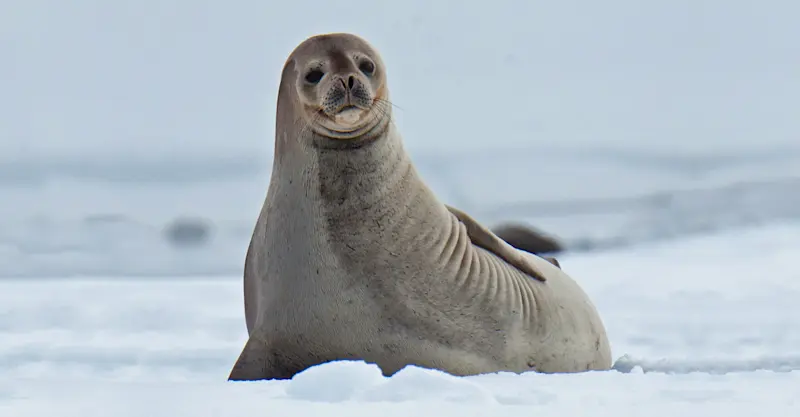 Weddell seal, Antarctica.