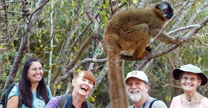 Nat Hab guests and common brown lemur, Andasibe-Mantadia National Park, Madagascar.