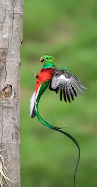 Quetzal