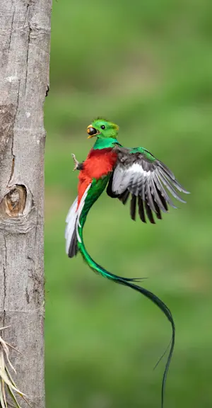 Quetzal