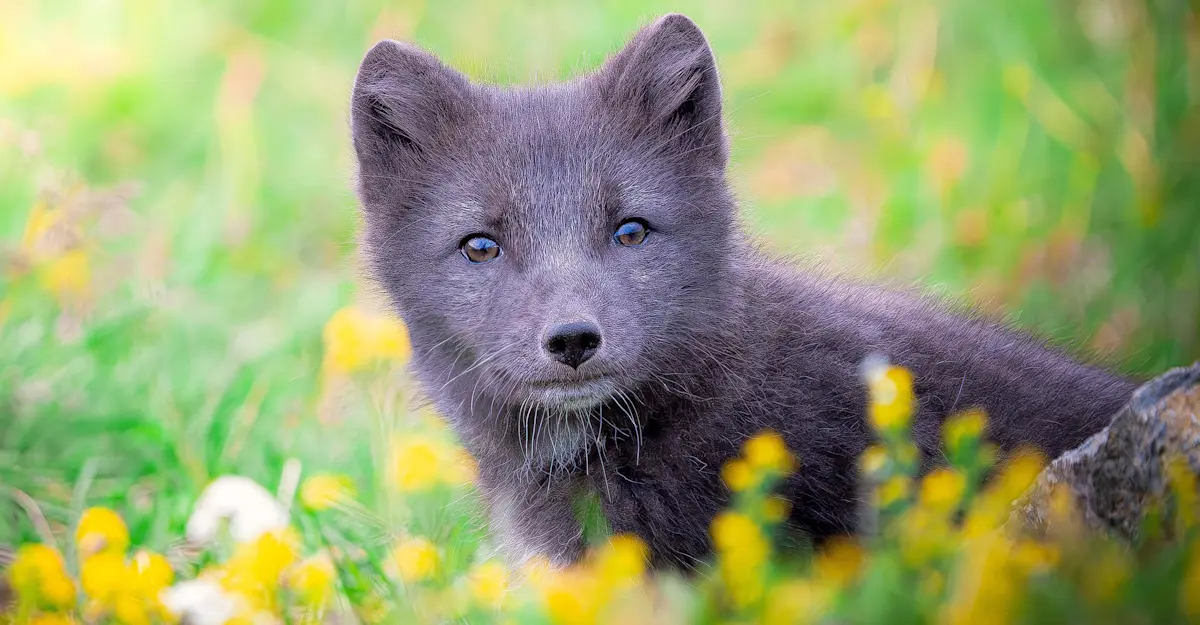 Arctic fox, Newfoundland, Canada