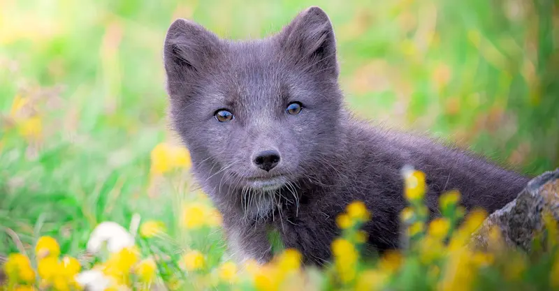 Arctic fox, Newfoundland, Canada