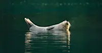 Harbor Seal, Alaska