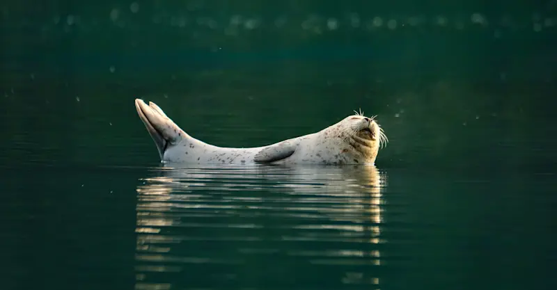 Harbor Seal, Alaska