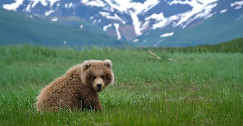Brown Bear Cub - Katmai National Park, Alaska