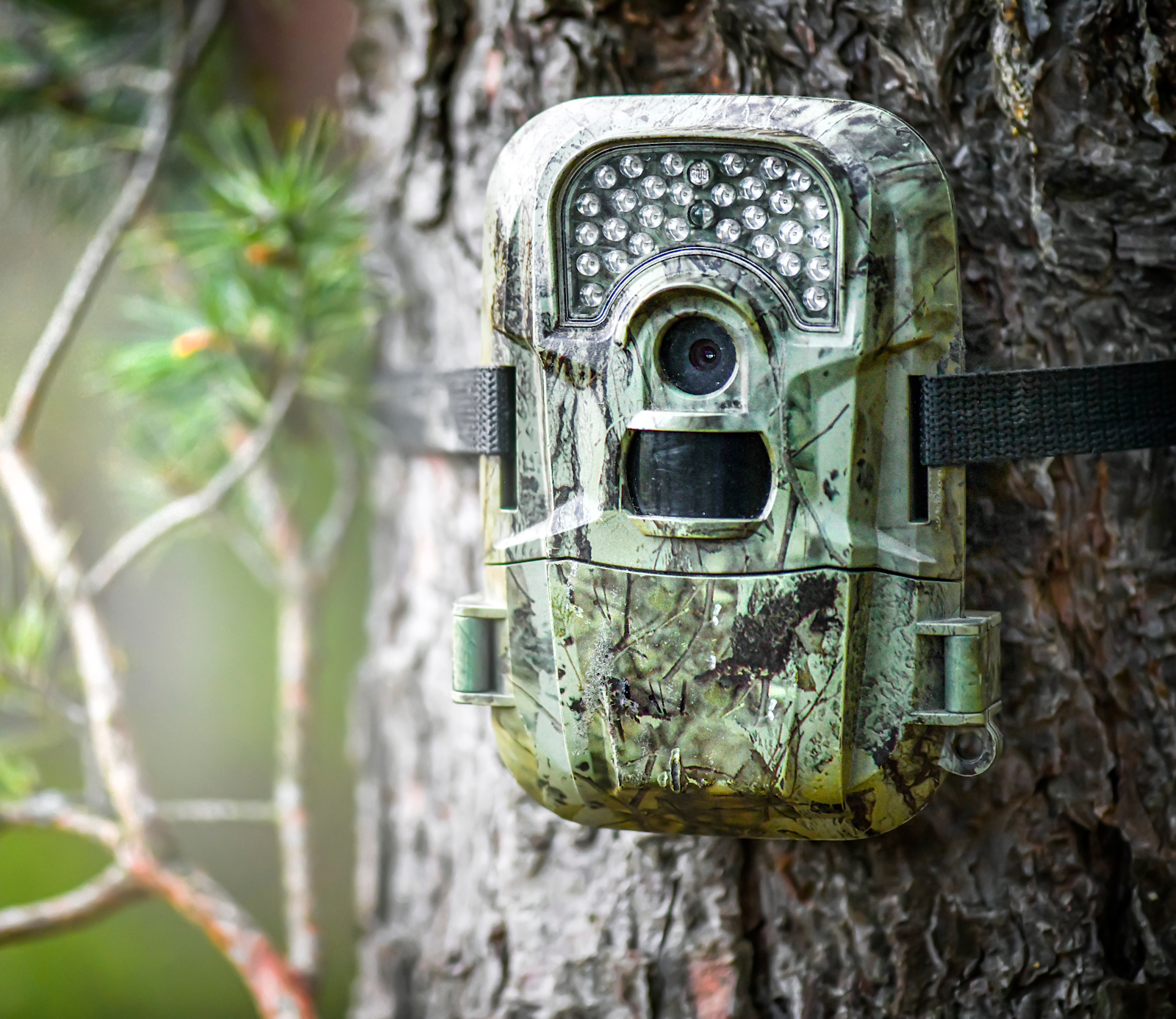 ResearchRoleCameraTraps15x13 AdobeStock 355727470