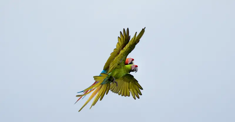 Great green macaw