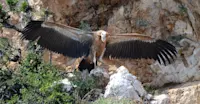Griffon vulture, Island of Cres, Croatia.