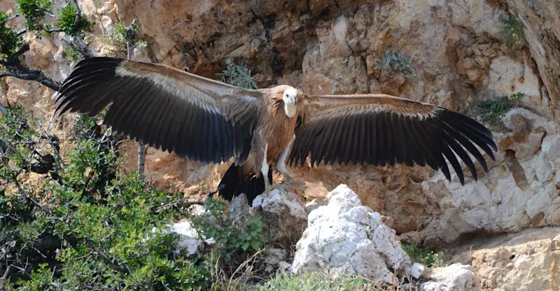 Griffon vulture, Island of Cres, Croatia.