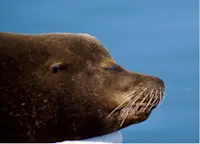 Spotting a sleepy seal in Baja, Mexico.