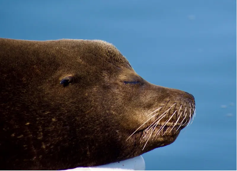 Spotting a sleepy seal in Baja, Mexico.