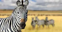 Burchell's zebras, Maasai Mara Private Conservancies, Kenya.