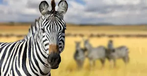 Burchell's zebras, Maasai Mara Private Conservancies, Kenya.