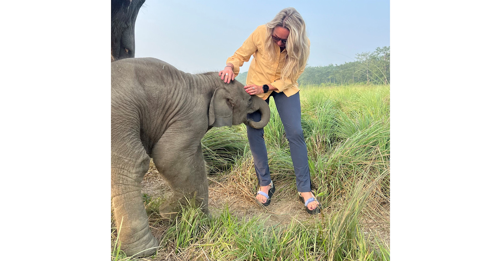 Baby elephant at Chitwan Park, Nepal 
