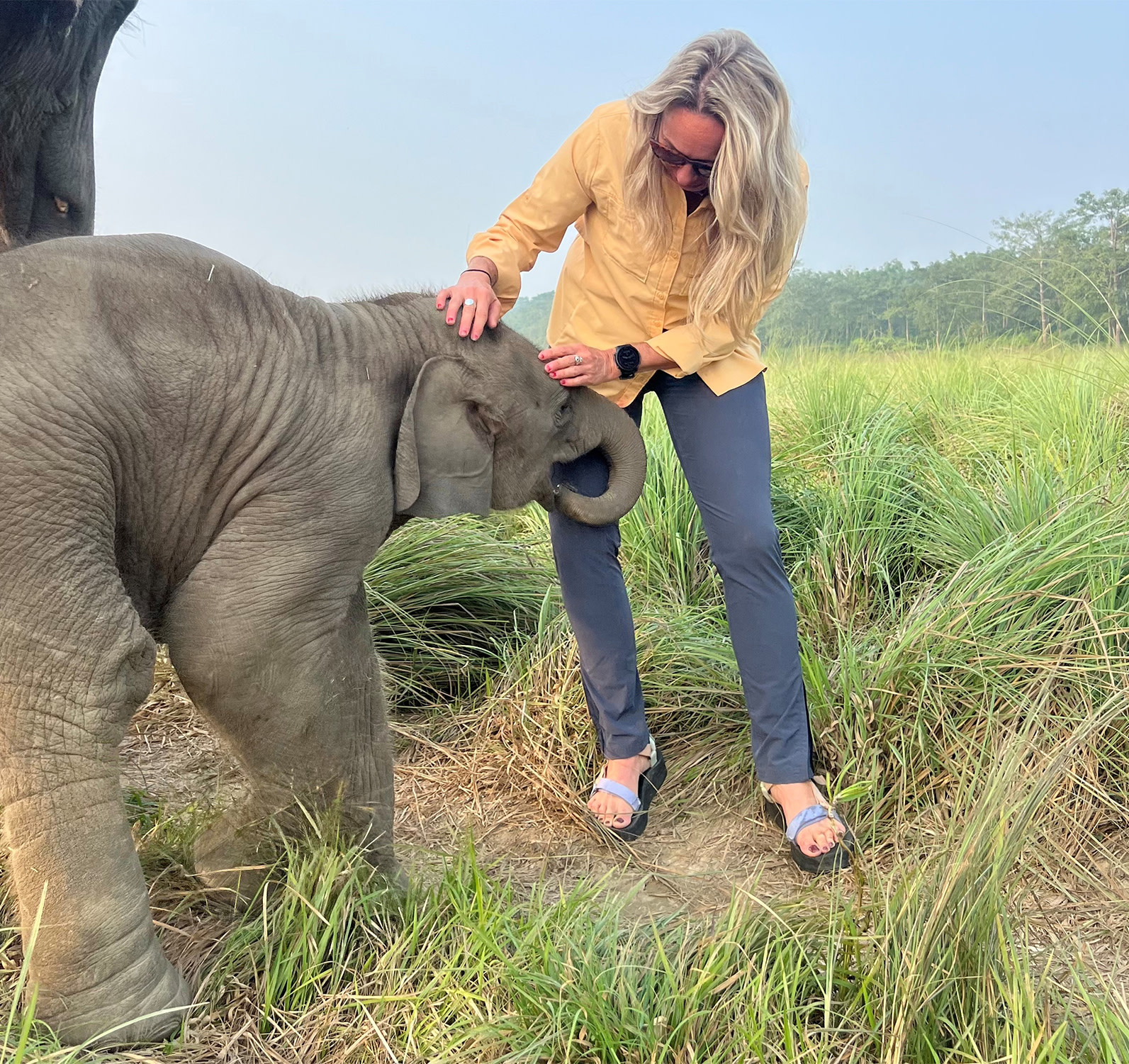 Baby elephant at Chitwan Park, Nepal 
