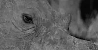 Slideshow Thumbnail 9 of 13