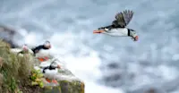 Slideshow Thumbnail 6 of 15