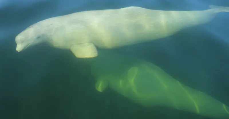 Beluga whales at Hudson Bay, Churchill, Manitoba.