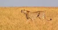 Cheetah, Maasai Mara National Reserve, Kenya.