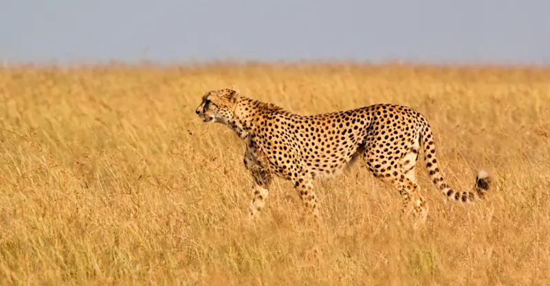 Cheetah, Maasai Mara National Reserve, Kenya.