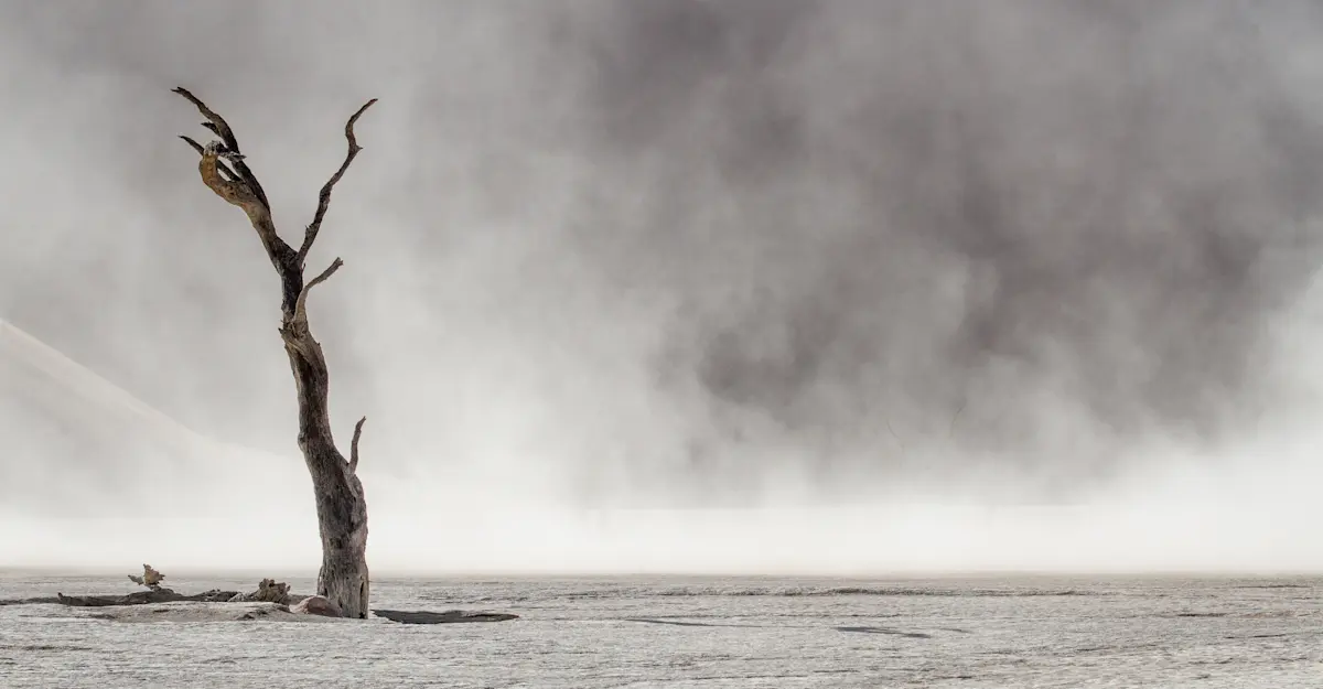 Dead tree, Sossusvlei, Namibia.