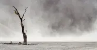 Dead tree, Sossusvlei, Namibia