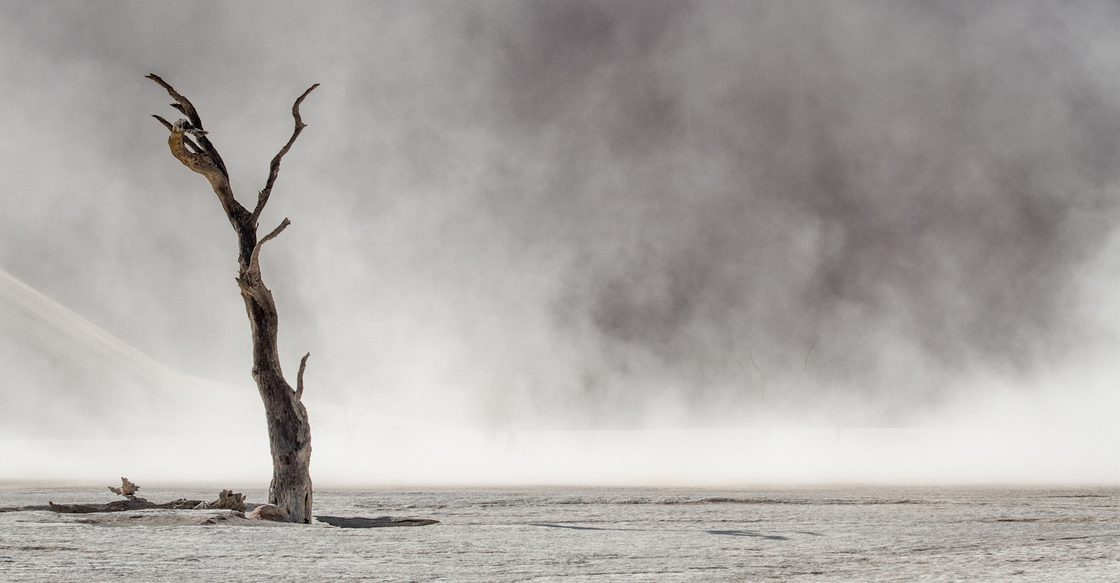 Dead tree, Sossusvlei, Namibia