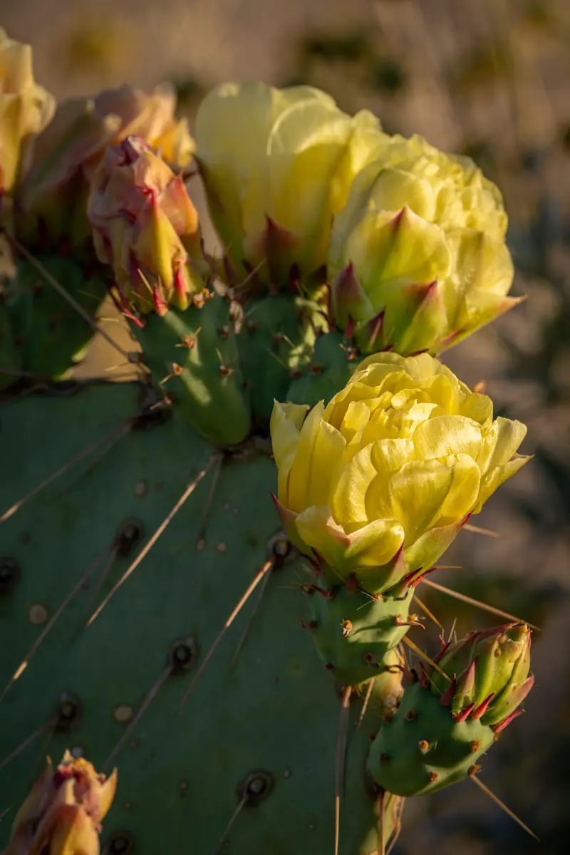 Prickly pear cactus blooms, Utah.