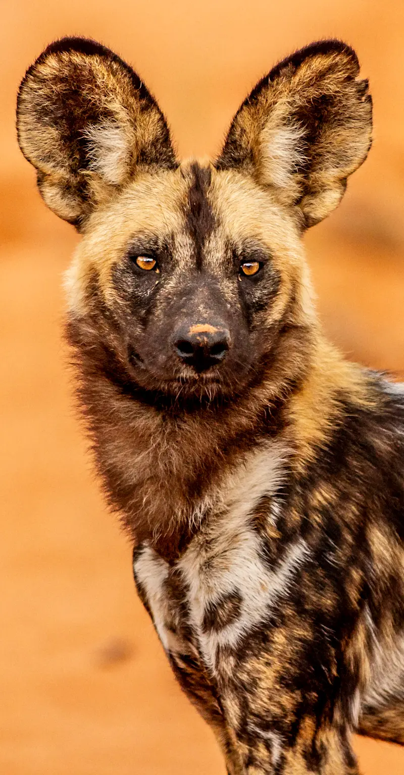 African Wild Dog Portrait, Tswalu Kalahari, South Africa