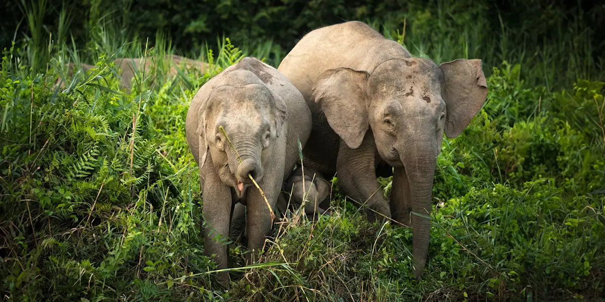 Pygmy elephants, Borneo.