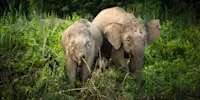 Pygmy elephants, Borneo.