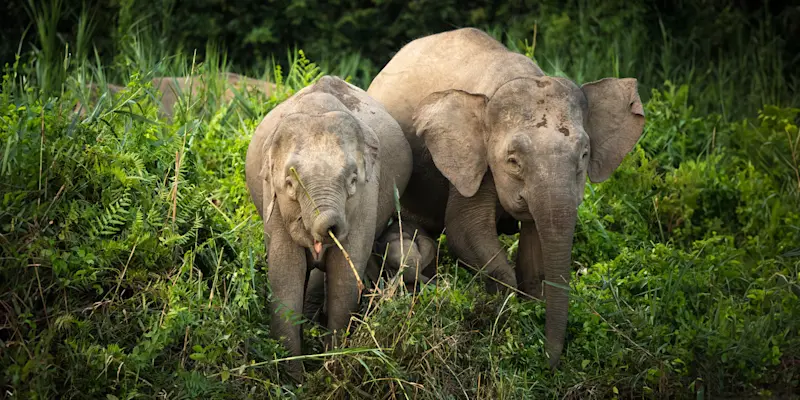 Pygmy elephants, Borneo.