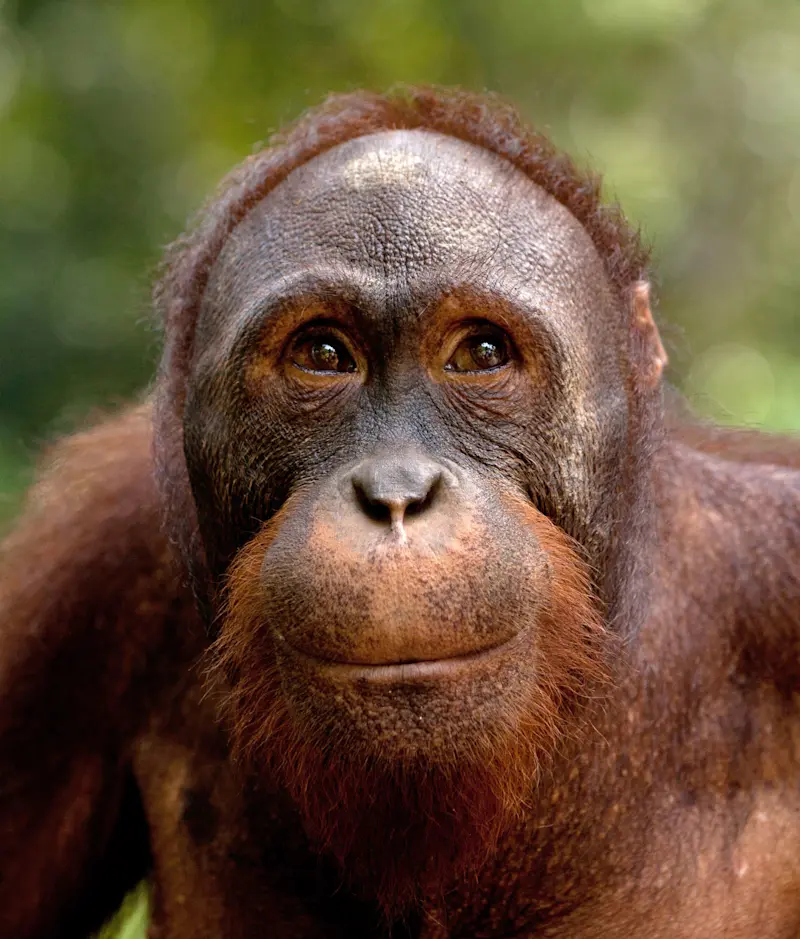 Orangutan, Kabili-Sepilok Nature Reserve, Borneo.