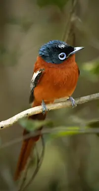 Slideshow Thumbnail 8 of 12